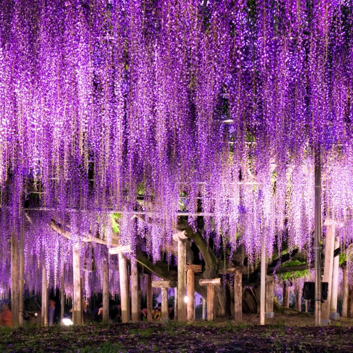 Japonia – Tur Esențial, Sărbătoarea Florilor de Glicină